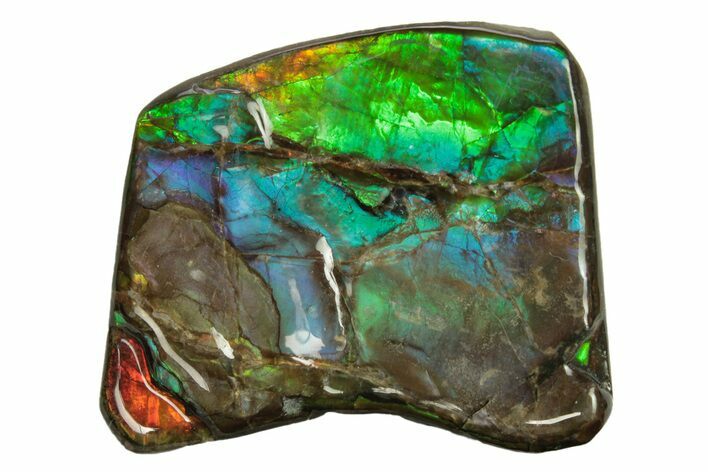 Iridescent Ammolite (Fossil Ammonite Shell) - Blues & Greens #275081